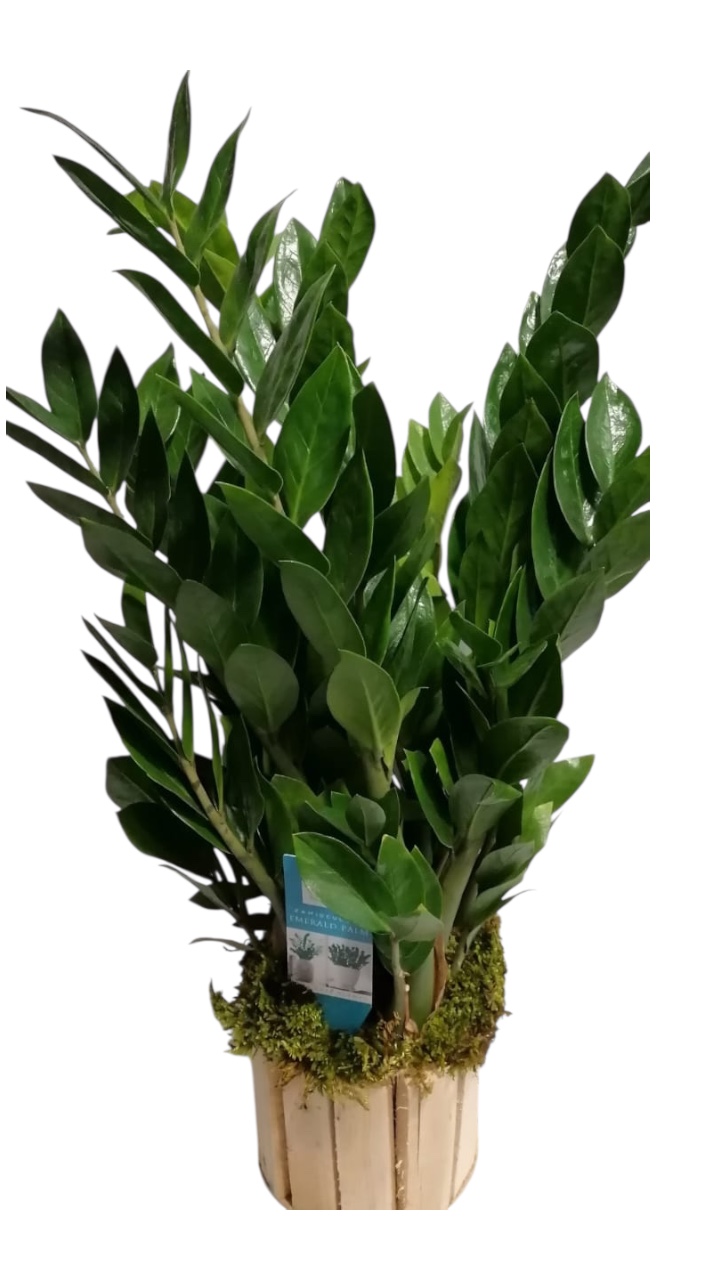 zamia Plant