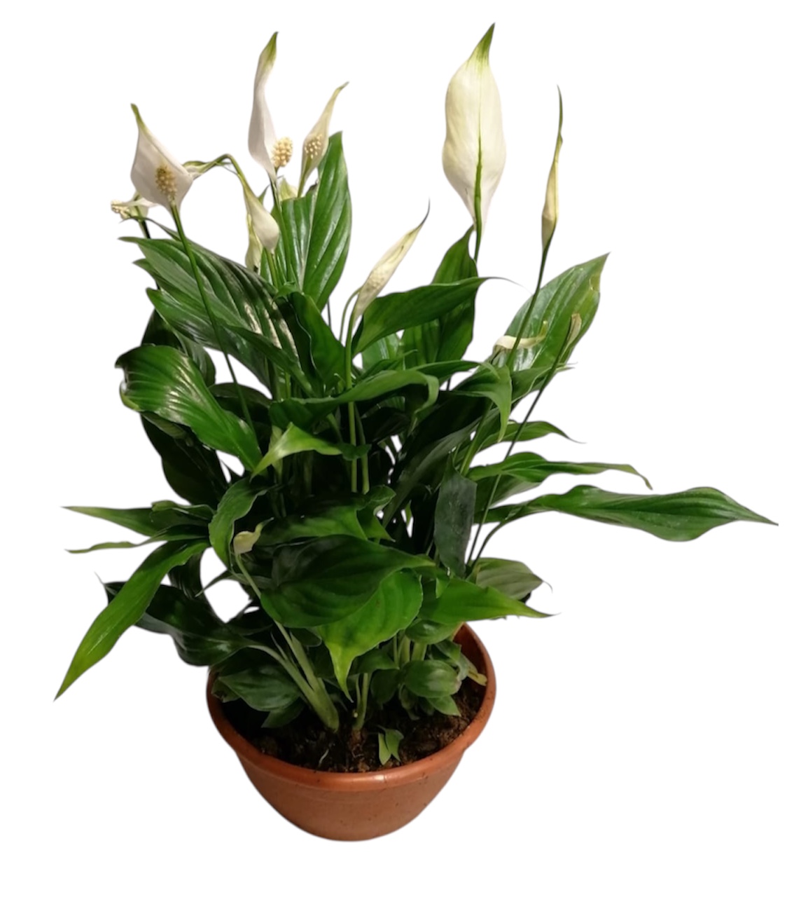 Spathiphyllum Plant